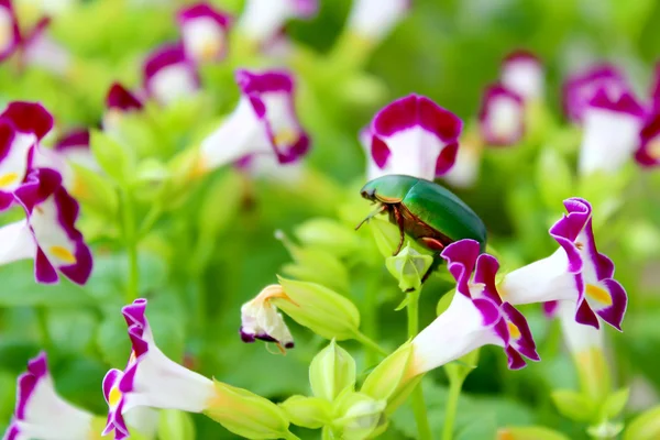 Зеленый жук сидит на фиолетовом цветке — стоковое фото