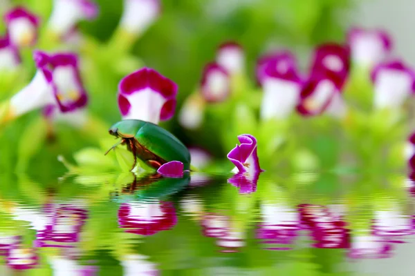 Зеленый жук сидит на фиолетовом цветке — стоковое фото