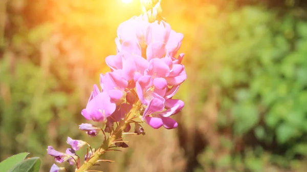 Purple flowers and the sky — Stock Photo, Image