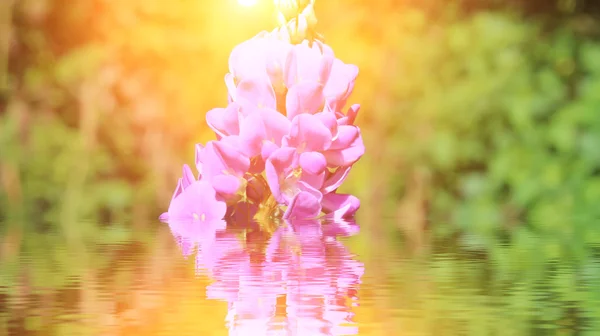 Paarse bloemen en de hemel — Stockfoto