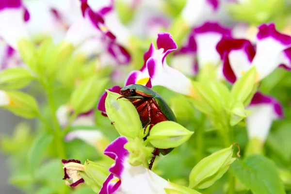 Green beetle sitting on purple flower — Stock Photo, Image