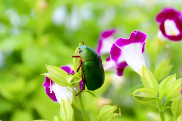 Зелений жук сидить на фіолетовій квітці — стокове фото