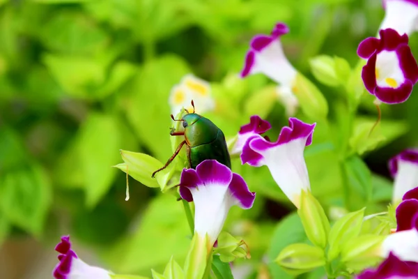 Green beetle sitting on purple flower — Stock Photo, Image