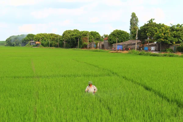 Agricultores rociando pesticidas en el campo de arroz — Foto de Stock