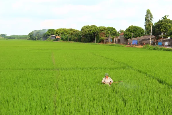 Rolnicy rozpylania pestycydów w ryżowym polu — Zdjęcie stockowe