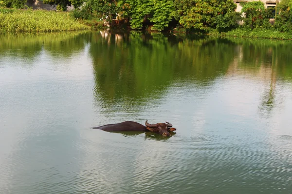 연못에 물 버팔로 — 스톡 사진