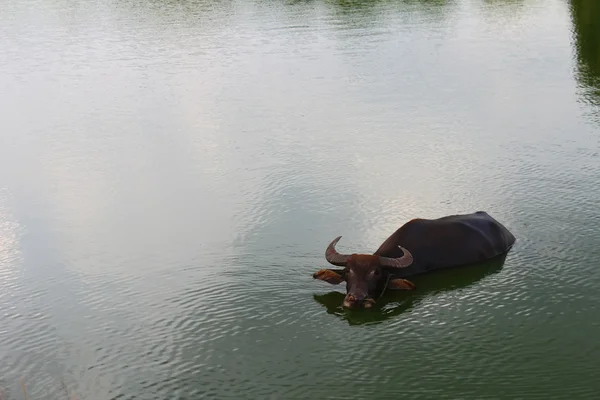 The water buffalo in pond — Stock Photo, Image