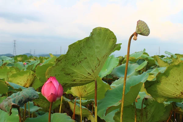 Η lotus στη λίμνη — Φωτογραφία Αρχείου