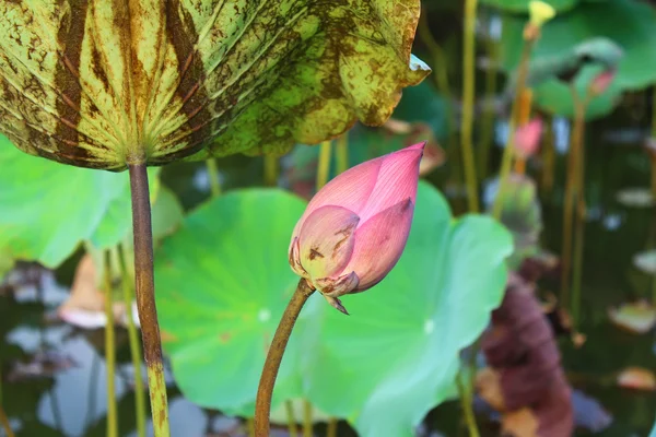 Η lotus στη λίμνη — Φωτογραφία Αρχείου