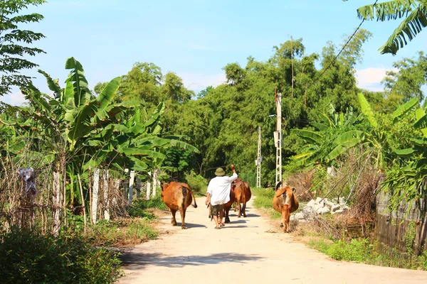 Man en koeien op de weg — Stockfoto