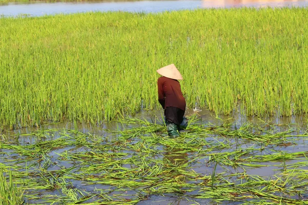 Peasant woman cutting rice in the field — Stock Photo, Image