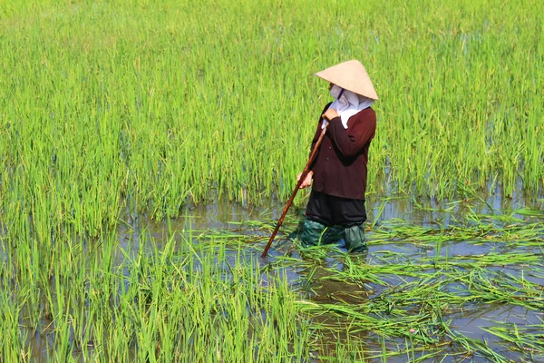 Peasant woman cutting rice in the field — Stock Photo, Image