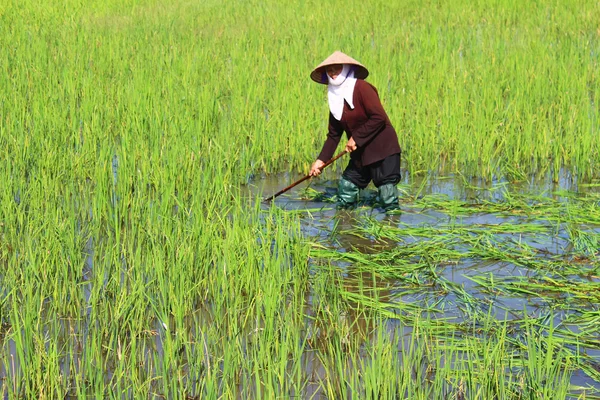 Peasant woman cutting rice in the field — Stock Photo, Image