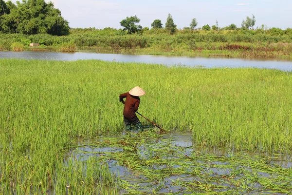 Крестьянка режет рис в поле — стоковое фото
