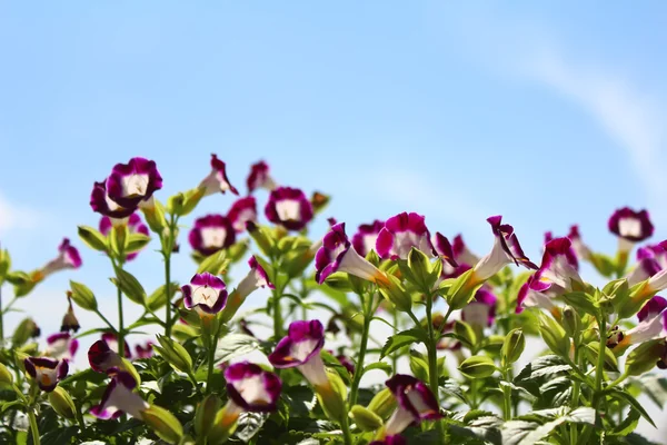 Bonita flor púrpura en el campo — Foto de Stock