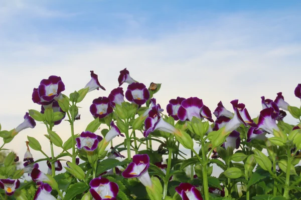 Bonita flor púrpura en el campo — Foto de Stock