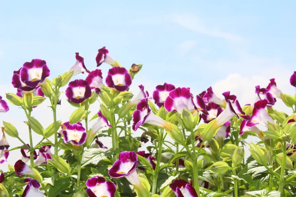 Schöne lila Blume auf dem Feld — Stockfoto