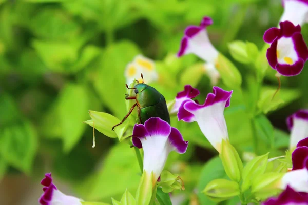 Green beetle sitting on purple flower — Stock Photo, Image