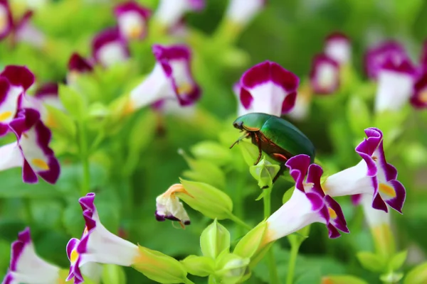 Grüner Käfer sitzt auf lila Blume — Stockfoto