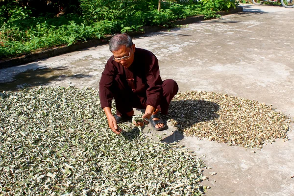 Le guérisseur et les herbes médicinales, le vietnam — Photo