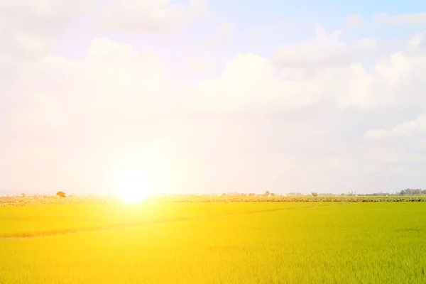 Зелене рисове поле і небо — стокове фото