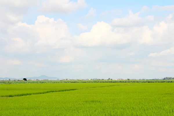 Zöld rizs mező és az égbolt — Stock Fotó