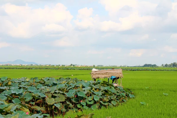 Arroz verde, campo, estanque de loto, cabaña y cielo — Foto de Stock