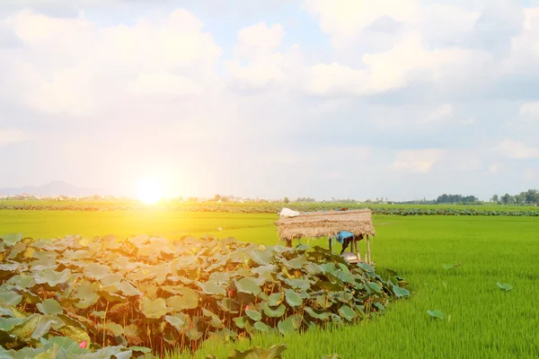 Зеленый рис, поле, пруд лотос, хижина и небо — стоковое фото