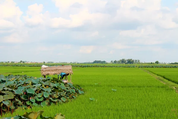 Grüner Reis, Feld, Lotusteich, Hütte und Himmel — Stockfoto