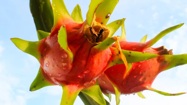 Frutto del drago e il cielo — Foto Stock