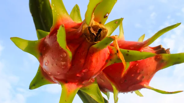 Drachenfrucht und der Himmel — Stockfoto