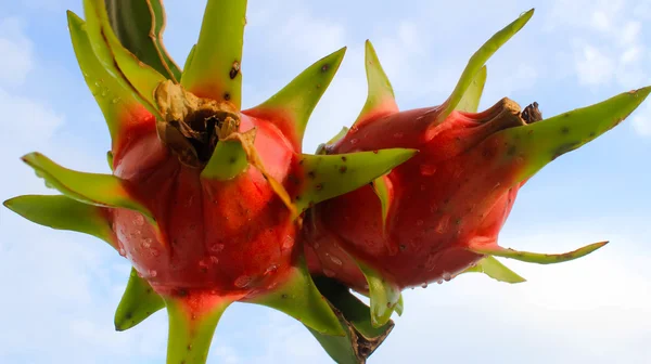 Drachenfrucht und der Himmel — Stockfoto