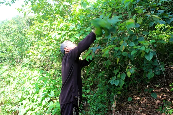 The medicine man picking medicinal herbs on the mountain, vietna — Stock Photo, Image