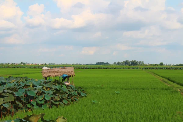 Зеленый рис, поле, пруд лотос, хижина и небо — стоковое фото
