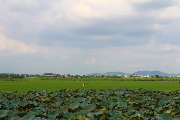 Arroz verde, estanque de loto, campo y cielo — Foto de Stock