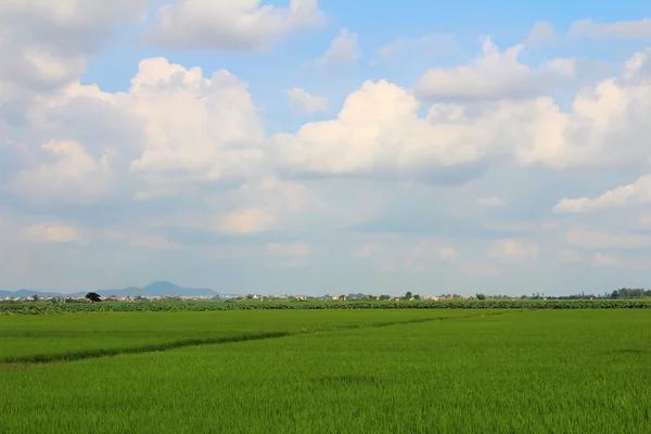 Зеленое рисовое поле и небо — стоковое фото