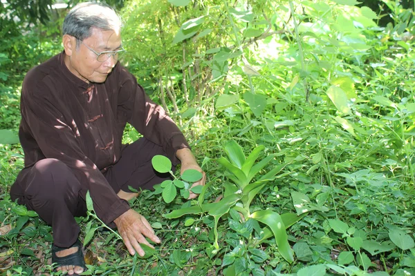 De Medicijnman geneeskrachtige kruiden plukken op de berg, vietna — Stockfoto