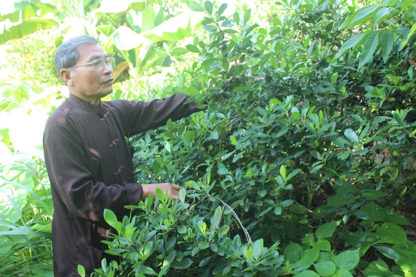 De Medicijnman geneeskrachtige kruiden plukken op de berg, vietna — Stockfoto