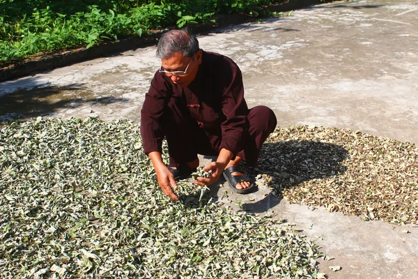 Le guérisseur et les herbes médicinales, le vietnam — Photo