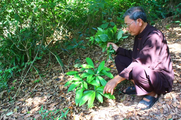 O curandeiro colhendo ervas medicinais na montanha, vietna — Fotografia de Stock