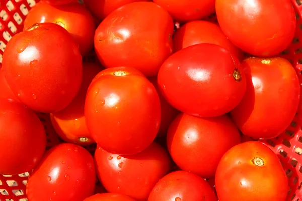 De röda mogna tomaterna — Stockfoto