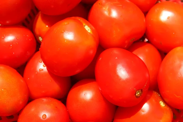 De röda mogna tomaterna — Stockfoto