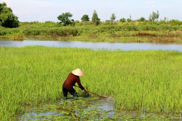Campesina cortando arroz en el campo Fotos de stock libres de derechos