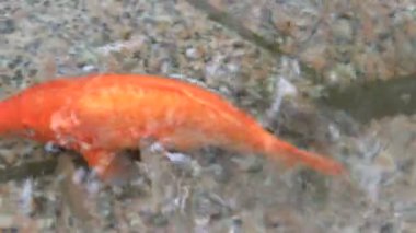 Sarı sazan