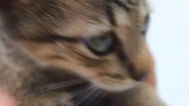 Yavru kedi okşayarak