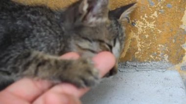Yavru kedi okşayarak