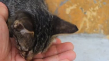 Yavru kedi okşayarak