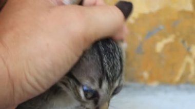 Yavru kedi okşayarak