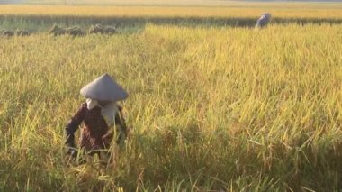 Vietnamlı bir kadın Çiftçi hasat pirinç alan