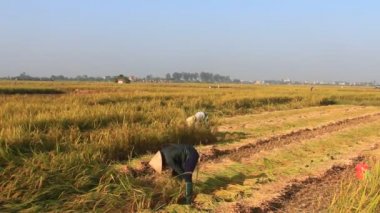 Pirinç, vietnam hasat kadın